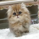 ペルシャ(チンチラ)