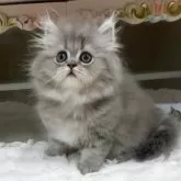 ペルシャ(チンチラ)