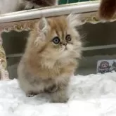 ペルシャ(チンチラ)【愛知県・女の子・2025年7月25日・シェーデッドゴールデン】の写真2