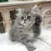 ペルシャ(チンチラ)【愛知県・男の子・2025年8月6日・ブルーチンチラゴールデン】の写真4