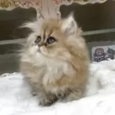 ペルシャ(チンチラ)【愛知県・女の子・2025年7月25日・シェーデッドゴールデン】の写真5