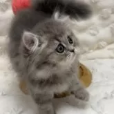ペルシャ(チンチラ)【愛知県・男の子・2025年1月20日・ブルーチンチラゴールデン】の写真5