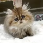 ペルシャ(チンチラ)【愛知県・男の子・2025年7月25日・シェーデッドゴールデン】の写真6