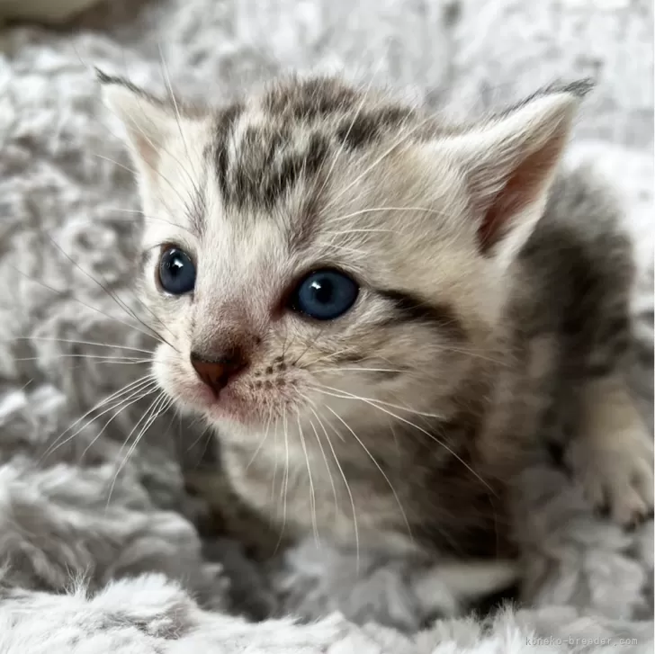 ID:2403-02667の子猫