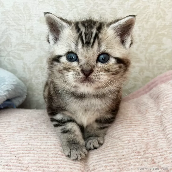 ID:2403-01864の子猫