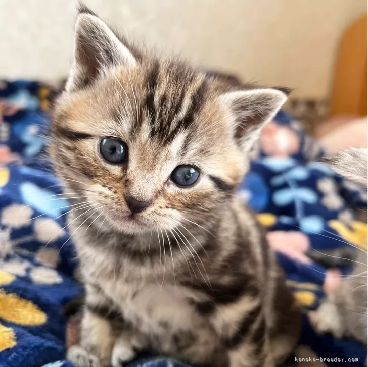 ID:2403-01863の子猫
