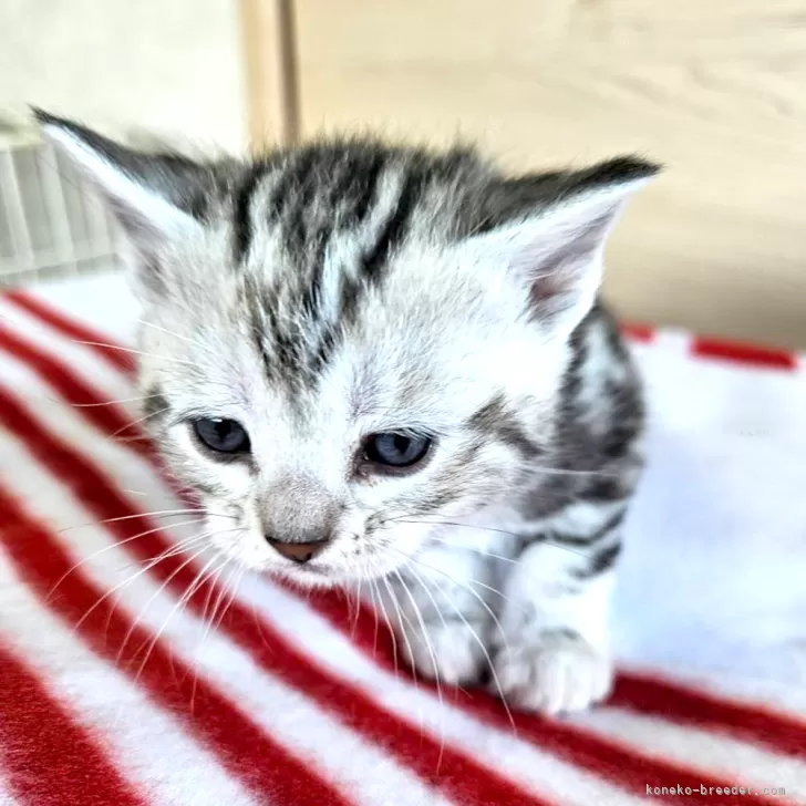 ID：2412-01487の子猫