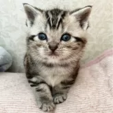 アメリカンショートヘア【福岡県・男の子・2024年3月6日・シルバータビー(クラシック)】の写真2