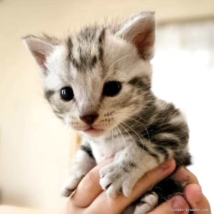 ID：2505-00188の子猫