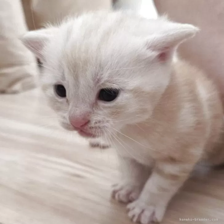 アメリカンショートヘア【福岡県・男の子・2025年10月7日・レッドタビー】の写真1