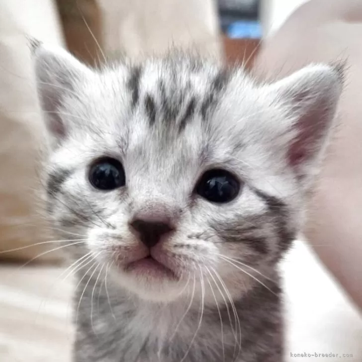 アメリカンショートヘア【福岡県・女の子・2025年10月7日・シルバートービー】の写真1