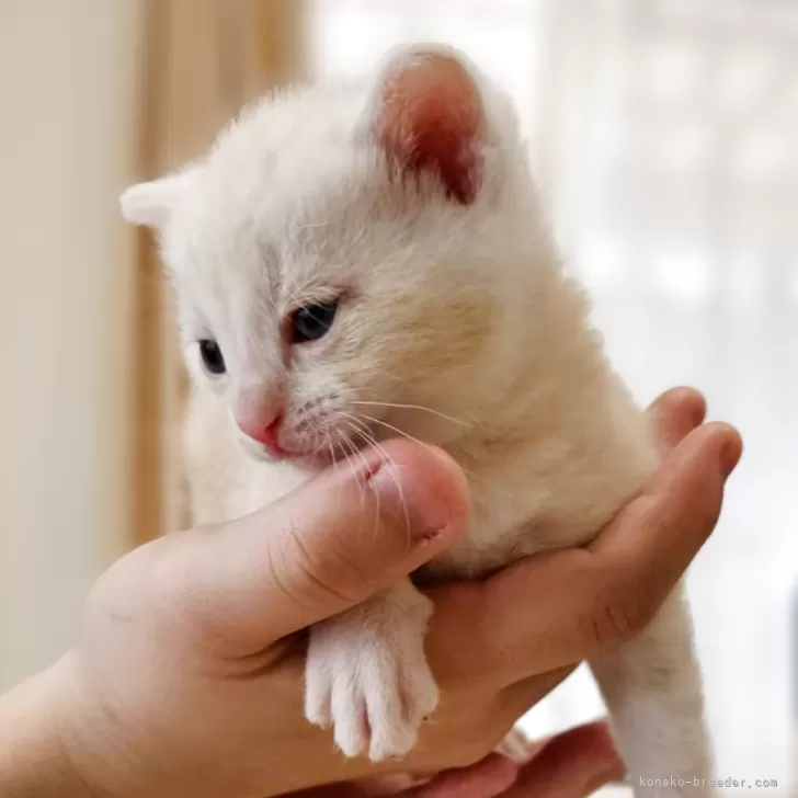 ID：2505-00193の子猫