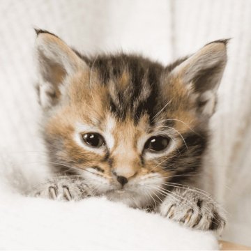 アメリカンショートヘア【福岡県・女の子・2025年1月30日・ブラウントビー(パッチド)】の写真「魅惑のカラーが美しい女の子🐈💕」