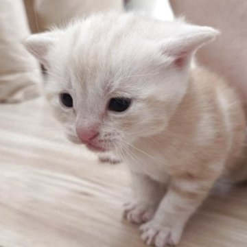 アメリカンショートヘア【福岡県・男の子・2025年10月7日・レッドタビー】の写真「パパにそっくりな愛らしいお顔の男の子🐈💕」