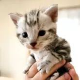 アメリカンショートヘア