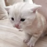 アメリカンショートヘア