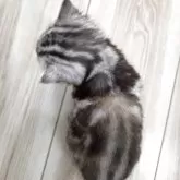 アメリカンショートヘア【福岡県・女の子・2025年10月7日・シルバートービー】の写真2