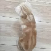 アメリカンショートヘア【福岡県・男の子・2025年10月7日・レッドタビー】の写真4