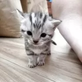 アメリカンショートヘア【福岡県・女の子・2025年10月7日・シルバートービー】の写真5