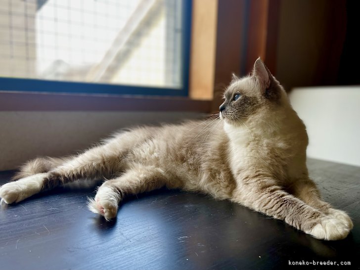 （親猫3歳頃）安定した性格に成長していきます。｜池田　賢吾(いけだ　けんご)ブリーダー(千葉県・ラグドールなど・TICA/JCC（旧ACC）登録)の紹介写真10