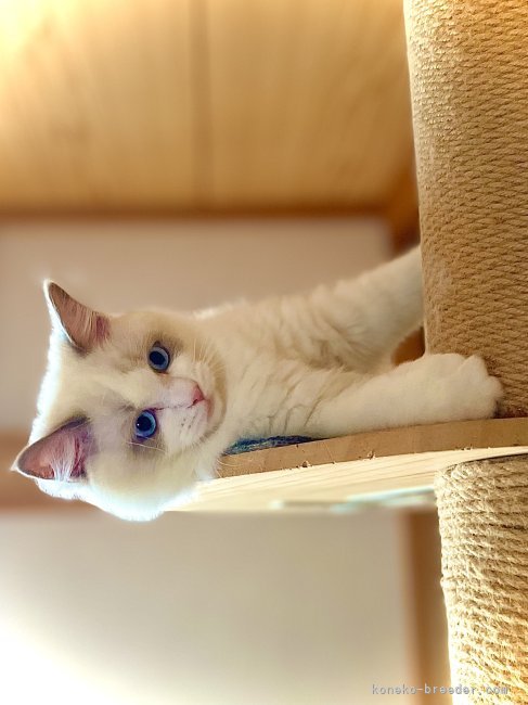(親猫生後3ヶ月頃) 充実した幼年期を過ごします。｜池田　賢吾(いけだ　けんご)ブリーダー(千葉県・ラグドールなど・TICA/JCC（旧ACC）登録)の紹介写真2
