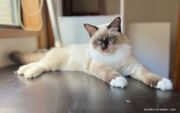 （生後3ヶ月頃）ストレスフリー｜池田　賢吾(いけだ　けんご)ブリーダー(千葉県・ラグドールなど・TICA/JCC（旧ACC）登録)の紹介写真3