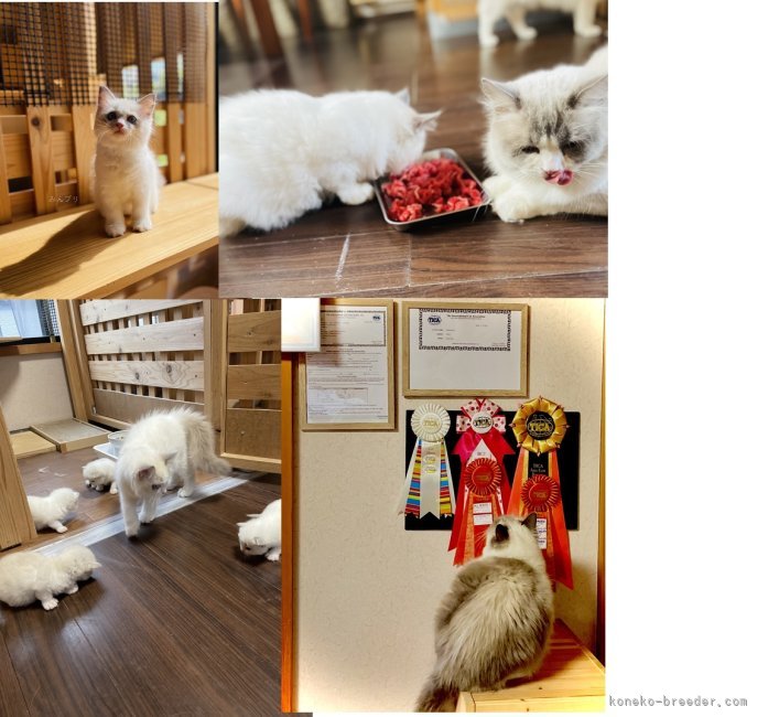 扱い数を少なく抑えて、のびのびと快適な空間を与えています。｜池田　賢吾(いけだ　けんご)ブリーダー(千葉県・ラグドールなど・TICA/JCC（旧ACC）登録)の紹介写真6