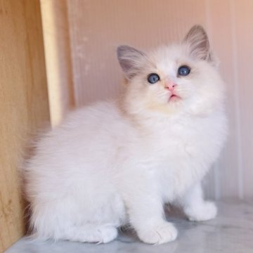 ラグドール【千葉県・女の子・2023年10月5日・ブルーポイントバイカラー（中毛、滑らかな手触り）】の写真「無邪気で人懐っこい性格です。」