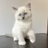 ラグドール【千葉県・女の子・2025年6月30日・ブルーポイントミテッド】の写真8