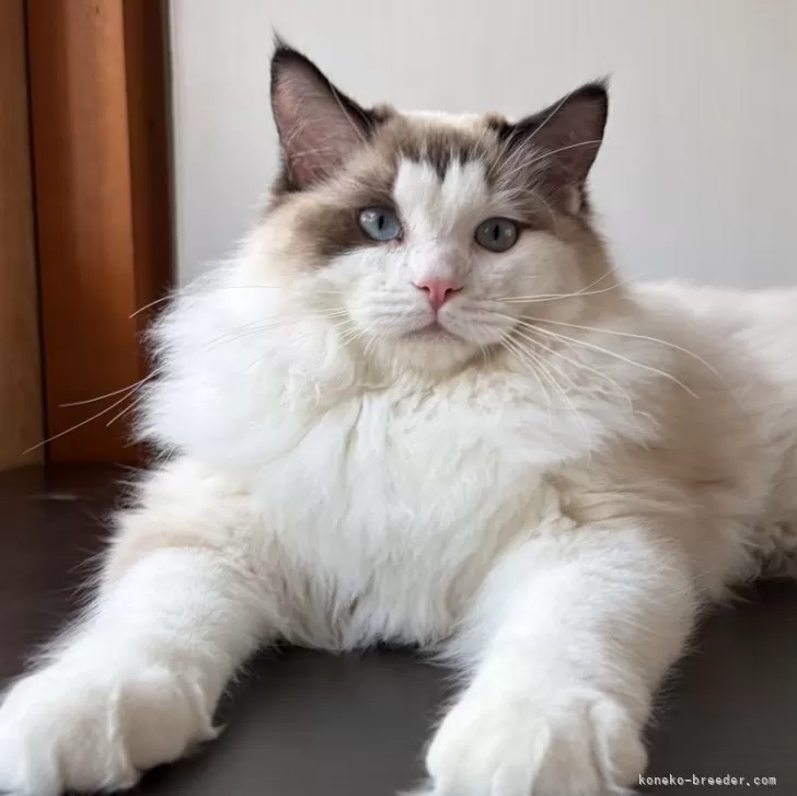 ラグドール【千葉県・男の子・2025年6月30日・シールポイントバイカラー】の写真1