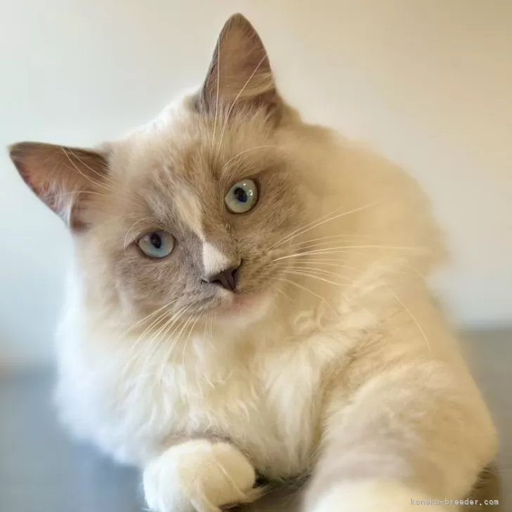 ID：2412-01797の子猫