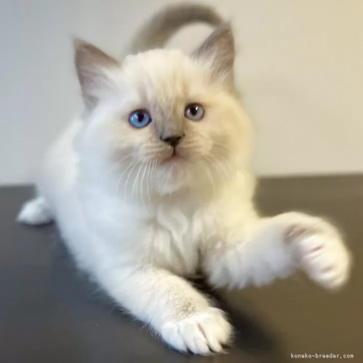 ID:2412-01799の子猫