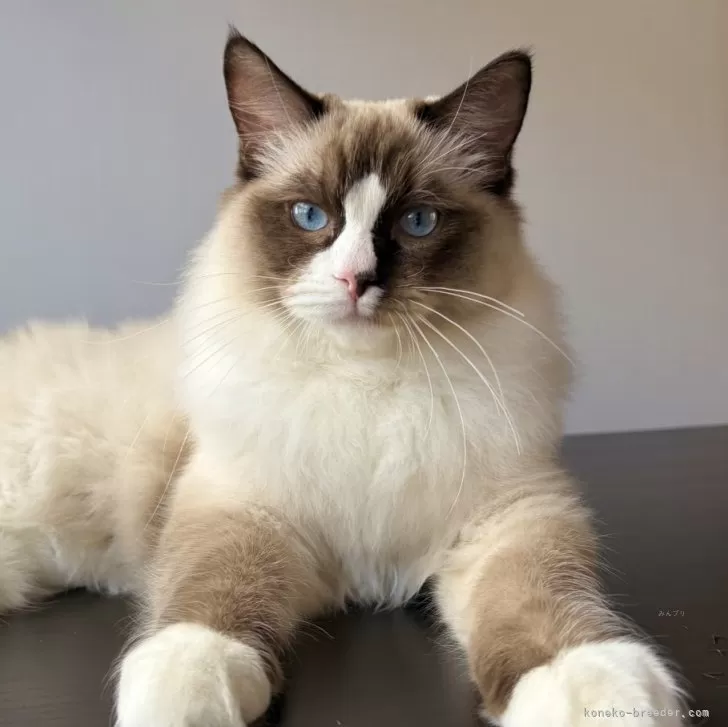 ラグドール【千葉県・男の子・2025年6月30日・シールポイントバイカラー】の写真1