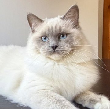ラグドール【千葉県・女の子・2025年6月30日・ブルーポイントミテッド】の写真「可愛い瞳、愛嬌が良いです。」