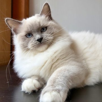 ラグドール【千葉県・女の子・2025年6月30日・ブルーポイントミテッド】の写真「可愛い瞳、愛嬌が良いです。」