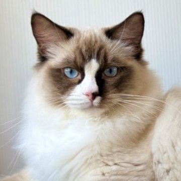 ラグドール【千葉県・男の子・2025年6月30日・シールポイントバイカラー（未定）】の写真「体格がとても良い。力強い。お顔のミテッド柄が個性的」