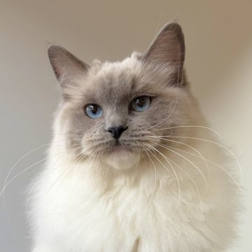 ラグドール【千葉県・女の子・2025年6月30日・ブルーポイントミテッド】の写真「可愛い瞳、愛嬌が良いです。」