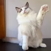 ラグドール【千葉県・男の子・2025年6月30日・シールポイントバイカラー】の写真4