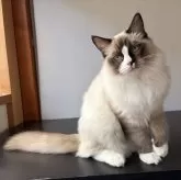 ラグドール【千葉県・男の子・2025年6月30日・シールポイントバイカラー】の写真2