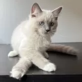 ラグドール【千葉県・女の子・2025年6月30日・ブルーポイントミテッド】の写真9