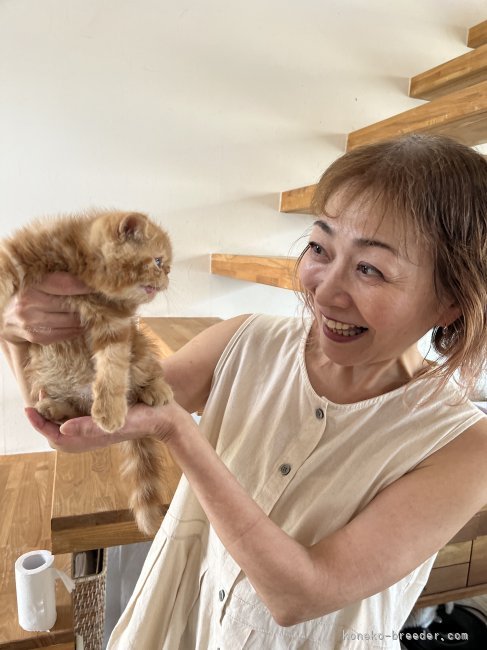 神谷　千勢(かみや　ちせ)ブリーダー(愛知県・エキゾチックショートヘア・サン京都キャットクラブ登録)の紹介写真1