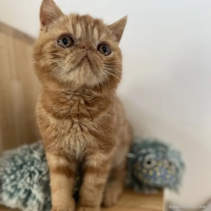 ID:2309-01042の子猫
