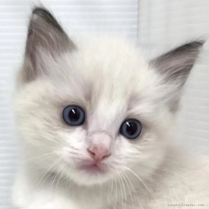 ID：2309-01808の子猫
