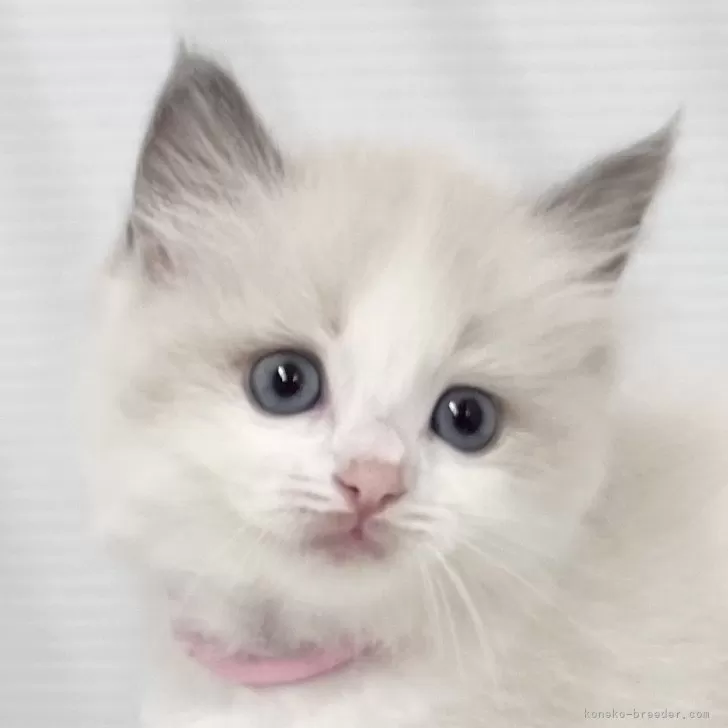 ID:2410-00343の子猫