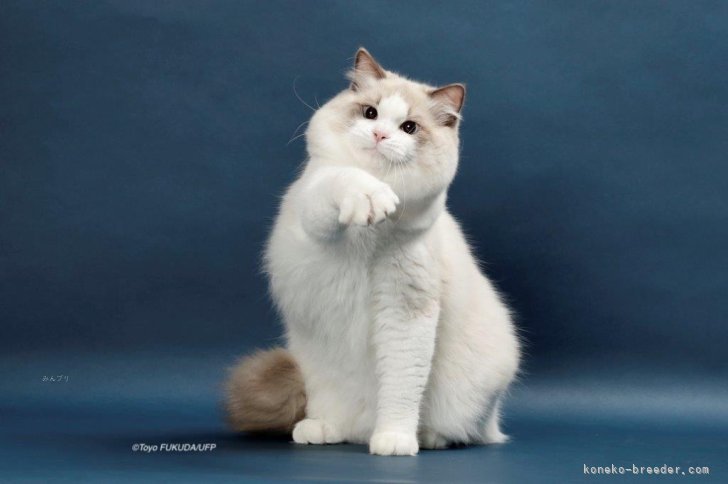 ラグドール【・男の子・2024年3月3日・ブルーポイントバイカラー】