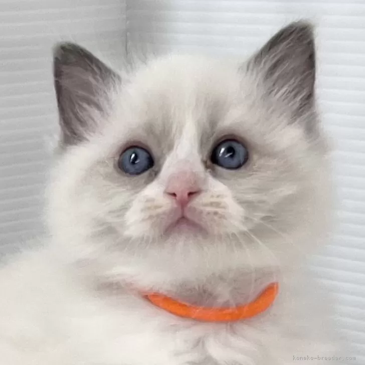 ID：2402-02070の子猫