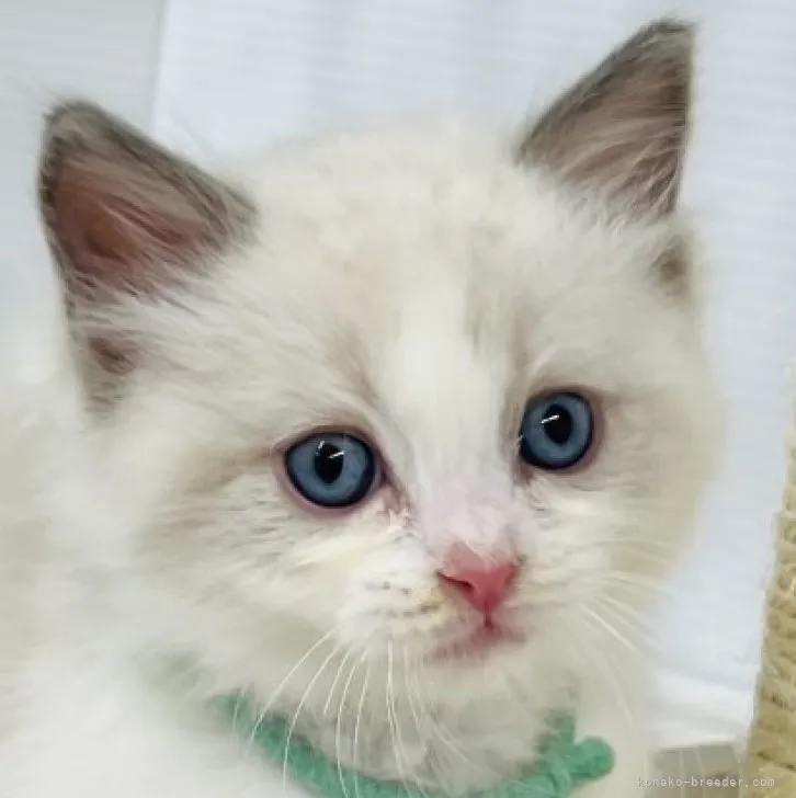ID：2308-00451の子猫