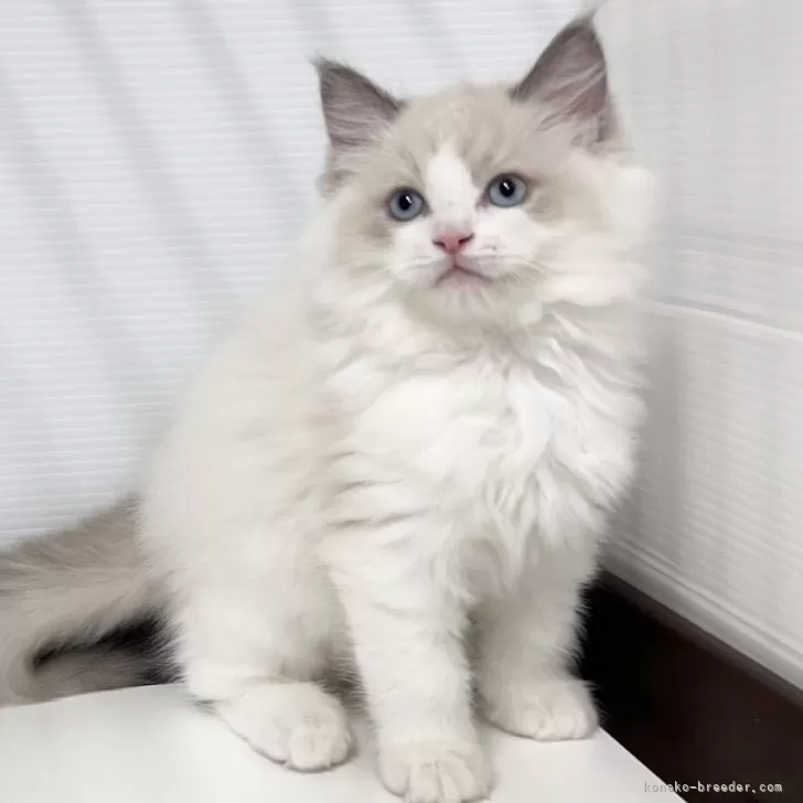 ID：2408-00886の子猫