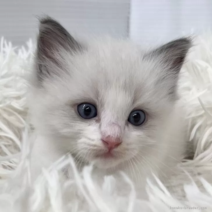 ID:2405-03325の子猫