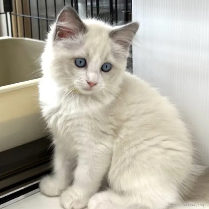 ID：2308-00453の子猫